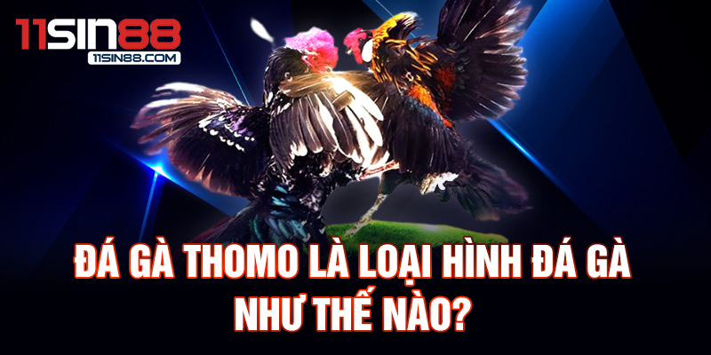 Đá gà Thomo là loại hình đá gà như thế nào?