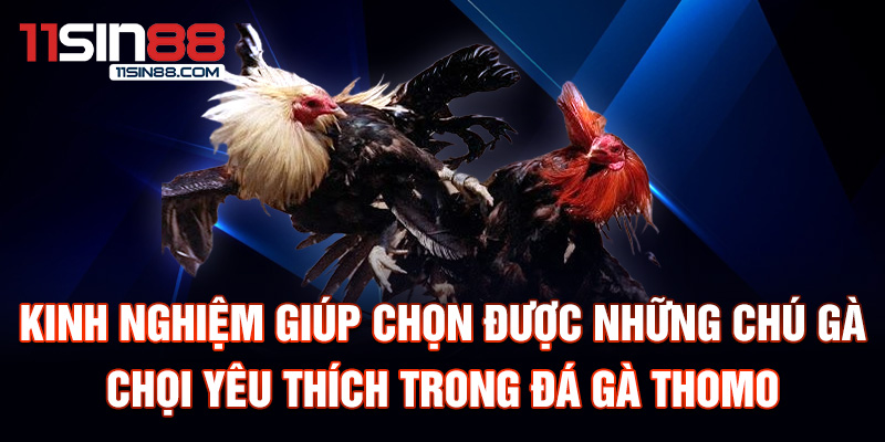 Kinh nghiệm giúp chọn được những chú gà chọi yêu thích trong đá gà Thomo.